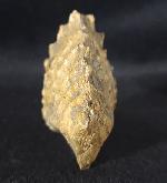 Scaphotrigonia navis (LAMARCK 1819) - Bild &copy; FossNet FossilienStore